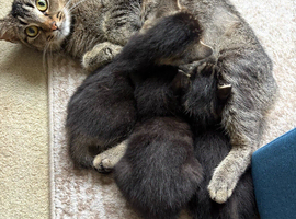 3 Cute Tabby kittens