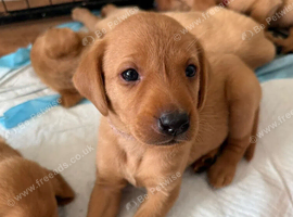 **Fox Red Labrador Puppies &ndash; Copper Coats, Gentle Hearts**