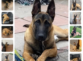 LOVING 4-YEAR-OLD DOG LOOKING FOR HIS FOREVER HOME