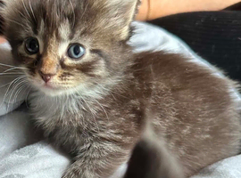 6 stunning beautiful markings kittens