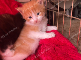 4 stunning kittens