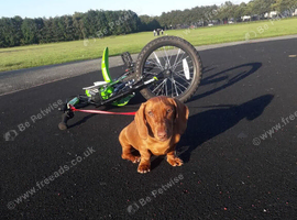 Dachshund for sale