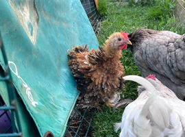 Frizzle Pekin Bantam Millefleur colours