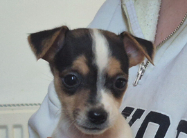 Lovely Jack Russell pups for sale