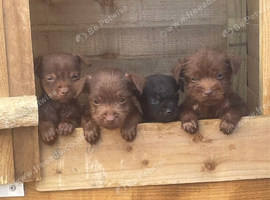 Patterdale terrier pups