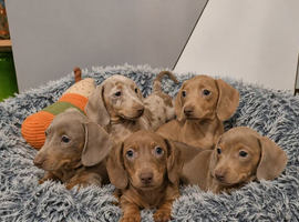️Mini Dachshund Pups Fully vaccinated Ready Now️