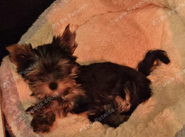 Yorkshire terrier Kc Registered