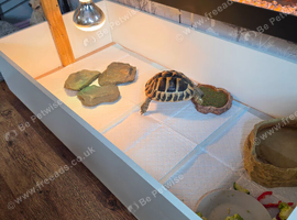 2 year female plus set up