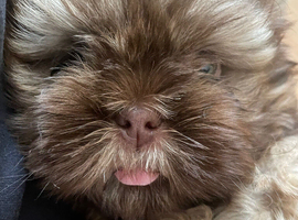 Beautiful Imperial / Shih Tzu Puppies &ndash; 1 Chocolate Boy & 1 Girl