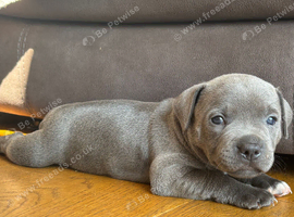 Blue Male Staffie