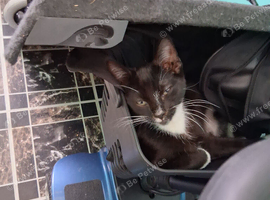 2 female kittens looking for an forever home