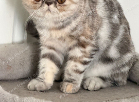Ready Now . Gorgeous GCCF registered kittens from Champions parents