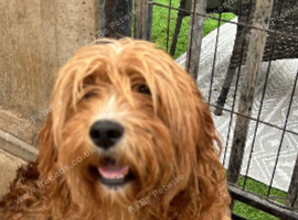 cavapoo girl 2 years old