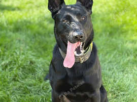 German shepherd X Dutch herder.  Stud