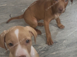 Hungarian vizla x Staffordshire bull terrier x Labrador pups