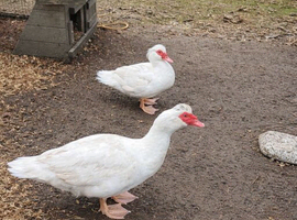 Muscovy pair
