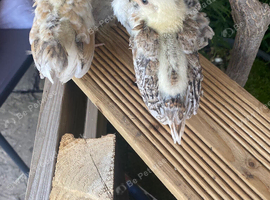 4 serama chicks