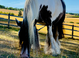 Tip 10 year old coloured cob mare