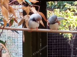 4 Male Zebra finches for sale