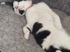 Female cat