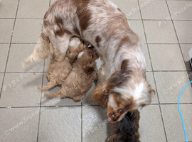 Adorable Cockapoo Puppies &ndash; Looking for Loving Forever Homes