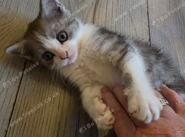 Beautiful British long haired kittens