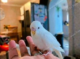 2 sold * 2 left * Baby budgies looking for new home , very young and easy to tame