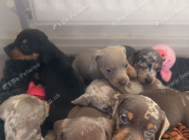 Beautiful mini dachshund puppies