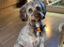 Male cockerpoo