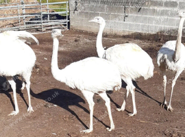 RHEA'S