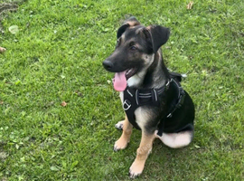 Male German shepherd cross