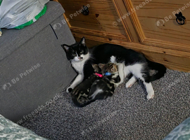 Two kittens avaliable.