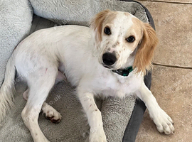6 months old Cocker Spaniel for sale