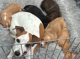 Cockerjack puppies for sale