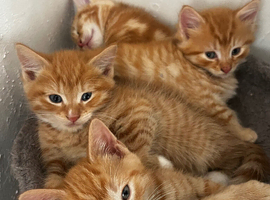 Part maincoon ginger Kittens