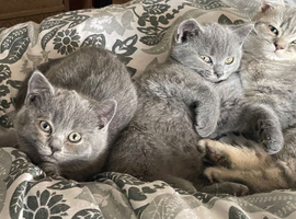 British Shorthair