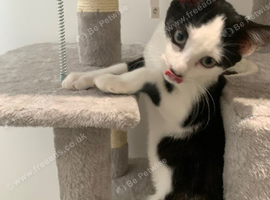 Kittens for sale