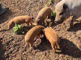 Piglets, juliana mini pigs. Red spotty piglets