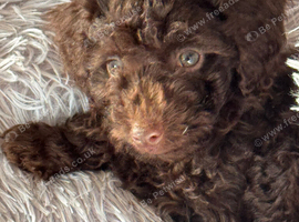 Toy Cavapoo Puppies