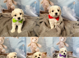 Pure Pedigree Champion Bloodline Bichon Frise