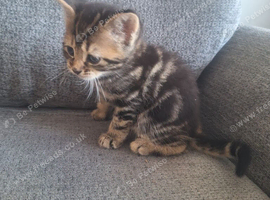 Bengal kittens