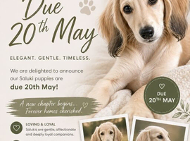 Upcoming Saluki Litter &ndash; Born Around the 20th, Reservations Open&rdquo;