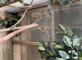 Goldfinch mules for sale