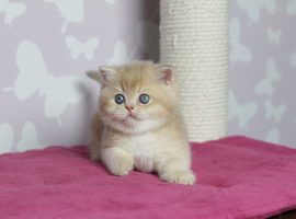 Male and Female British Shorthair Kittens