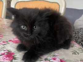British Longhair cross kittens