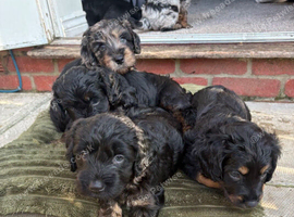 Portuguese sheepdog cross puppies