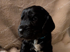 Beautiful black show type cocker spaniels