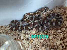 Caramel corn snake het palmetto