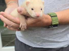 Ferrets kits