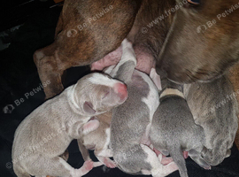 puppies